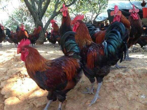 四川土雞苗批發(fā)圖片/四川土雞苗批發(fā)樣板圖 (2)