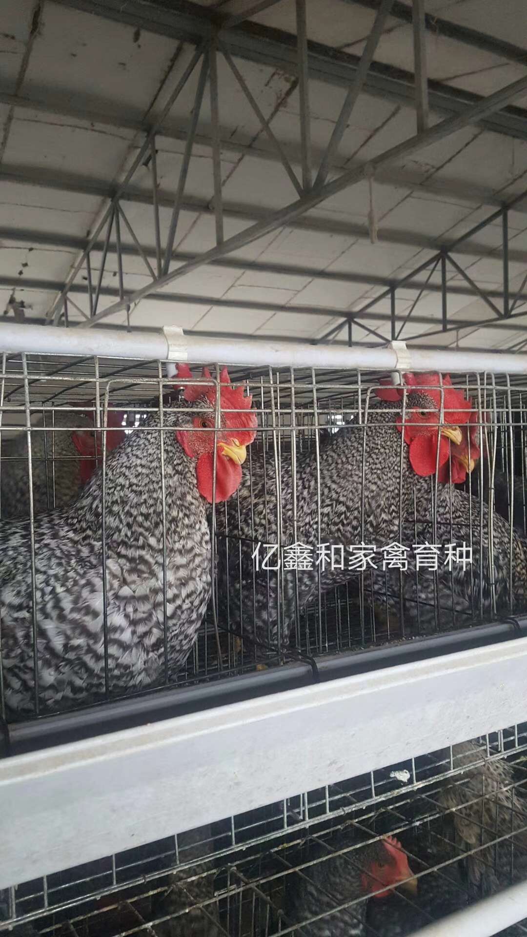 遼寧快大型蘆花雞苗 沈陽快大黃雞苗批發(fā) 大連九斤紅雞苗價(jià)格 吉林良鳳花雞苗 大種蘆花雞苗