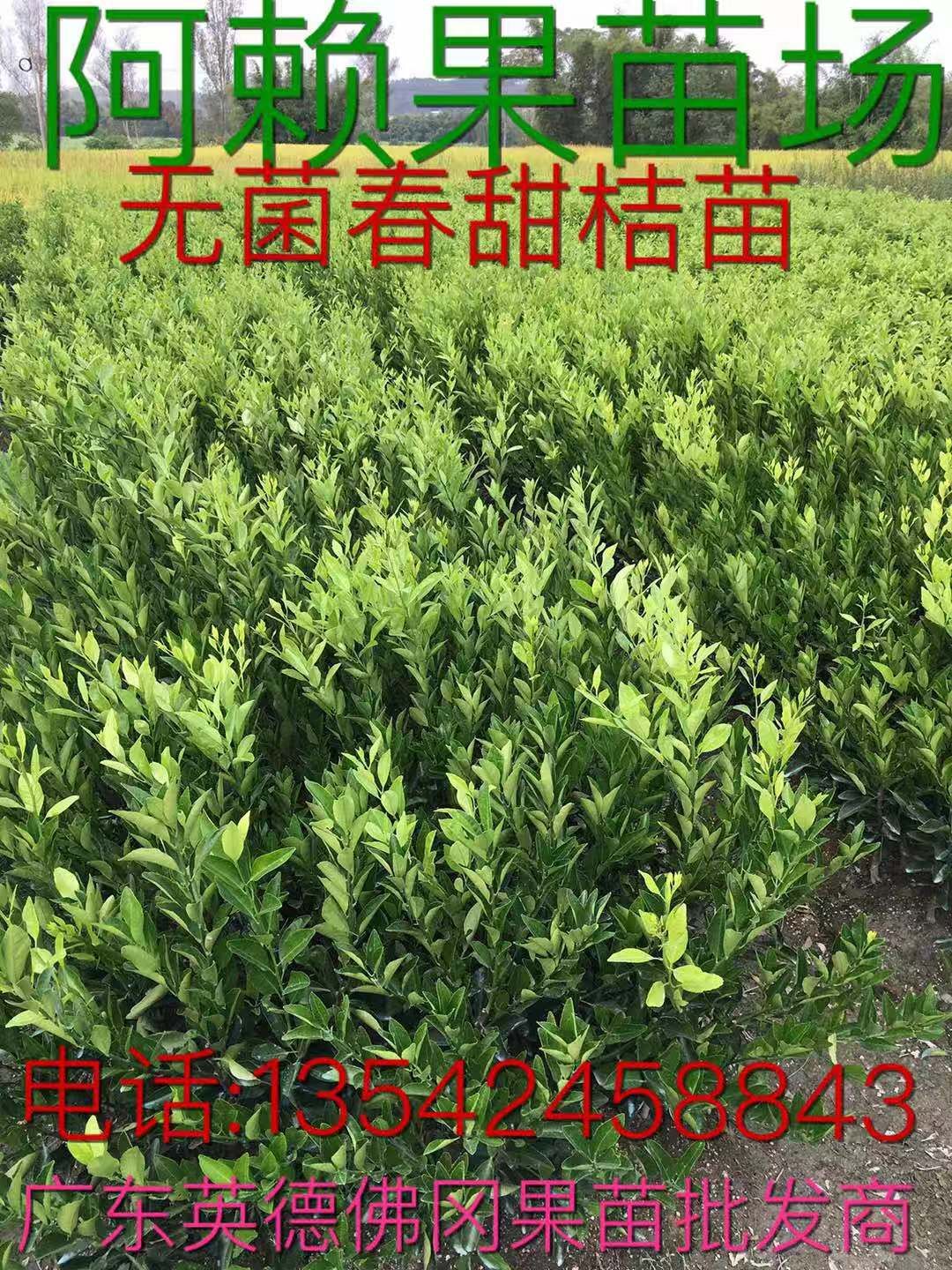 广东清远英德春甜桔苗（南瓜桔）-广东哪里有无菌春甜桔苗（南瓜桔）卖-厂家直销批发价格【阿赖果苗基地种植场】图片