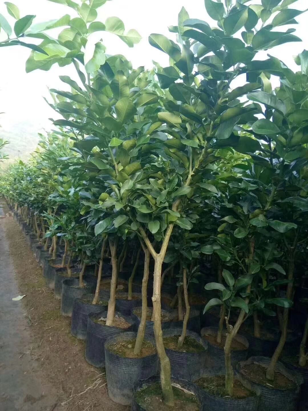 紅肉蜜柚圖片/紅肉蜜柚樣板圖 (2)