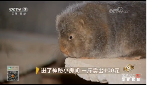 廣西人工竹鼠養(yǎng)殖圖片/廣西人工竹鼠養(yǎng)殖樣板圖 (3)