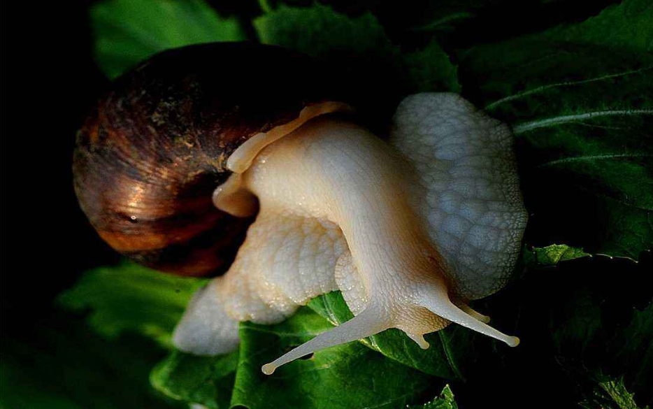 蝸牛養(yǎng)殖圖片/蝸牛養(yǎng)殖樣板圖 (4)