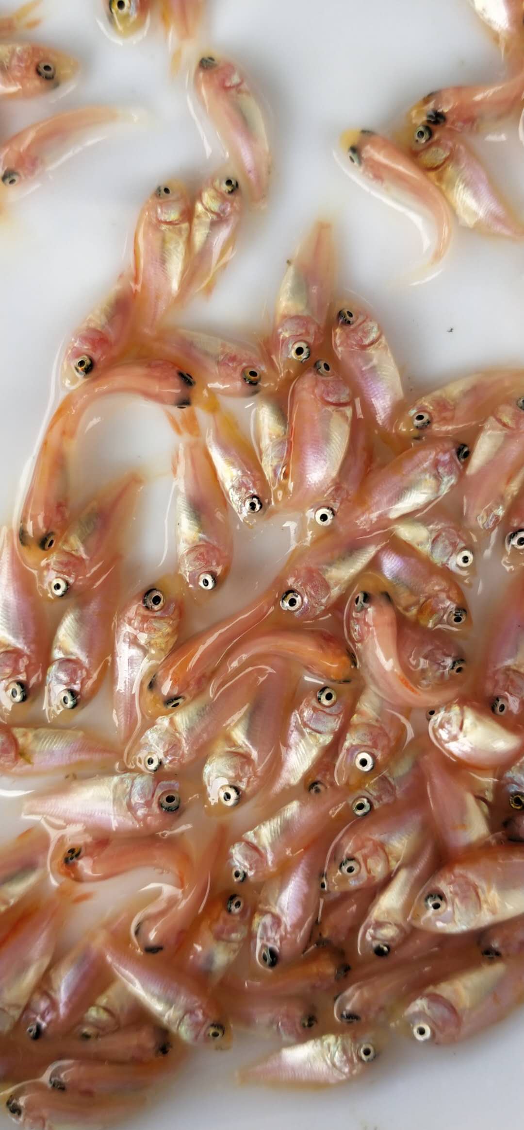 羅非魚苗圖片/羅非魚苗樣板圖 (2)