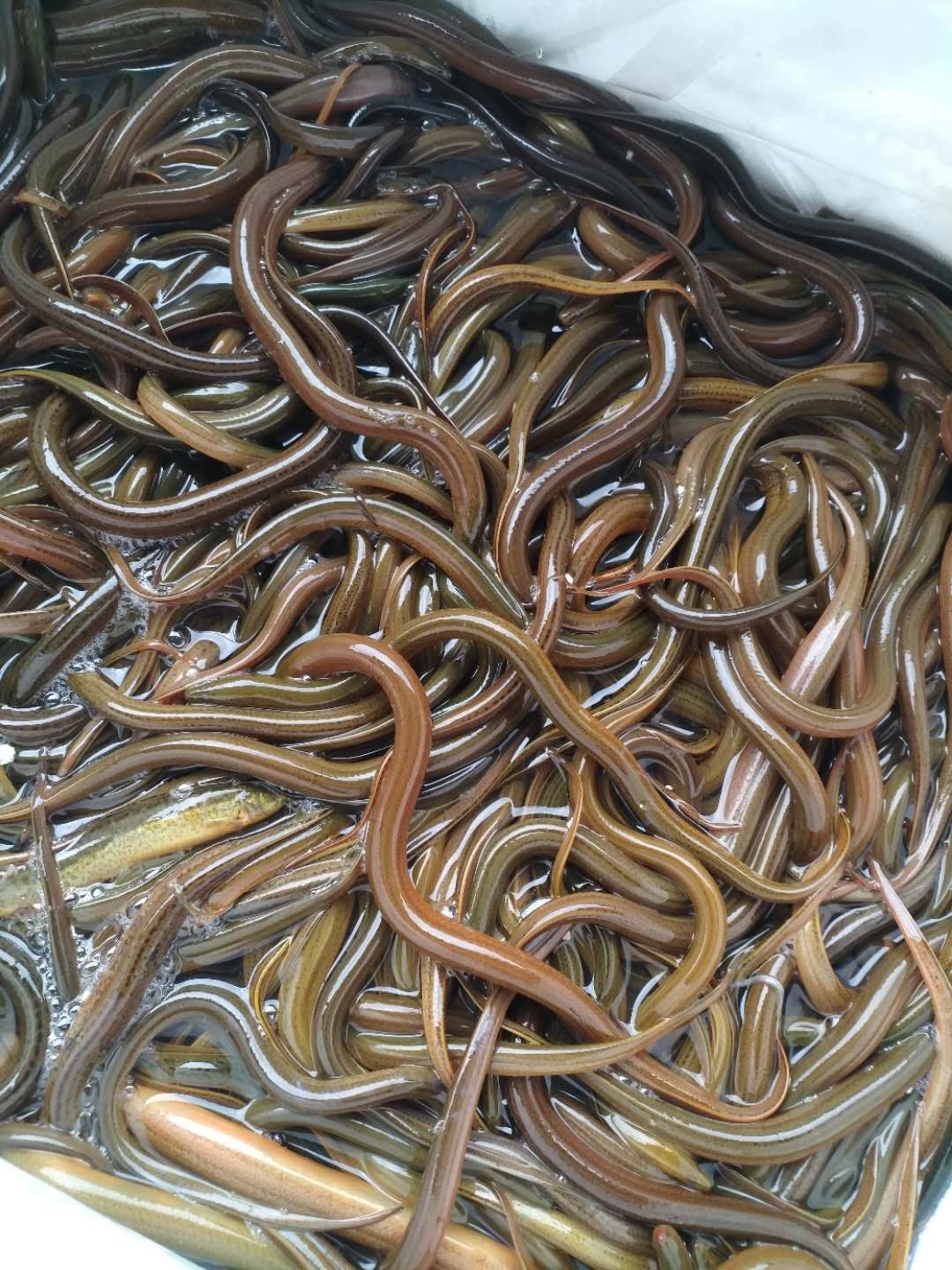 黃鱔苗 花鱔苗  正大九號(hào)黃鱔苗 黃鱔魚苗 產(chǎn)地直銷