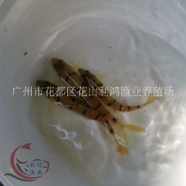 石斑魚魚苗 羅絲魚 光唇魚圖片
