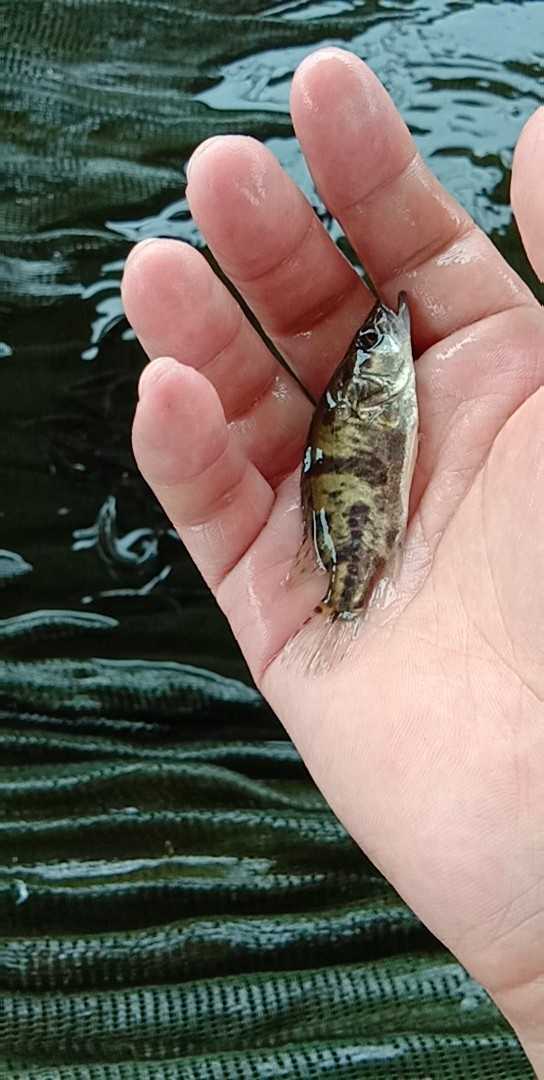 魚苗圖片/魚苗樣板圖 (2)