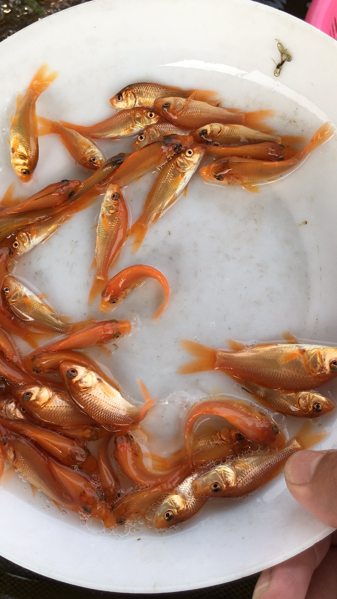 鯉魚(yú)魚(yú)苗圖片/鯉魚(yú)魚(yú)苗樣板圖 (3)