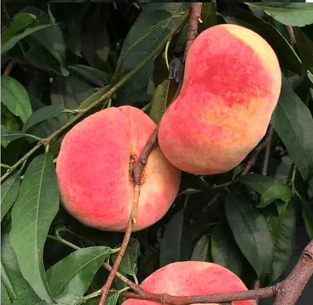 蟠桃圖片/蟠桃樣板圖 (3)