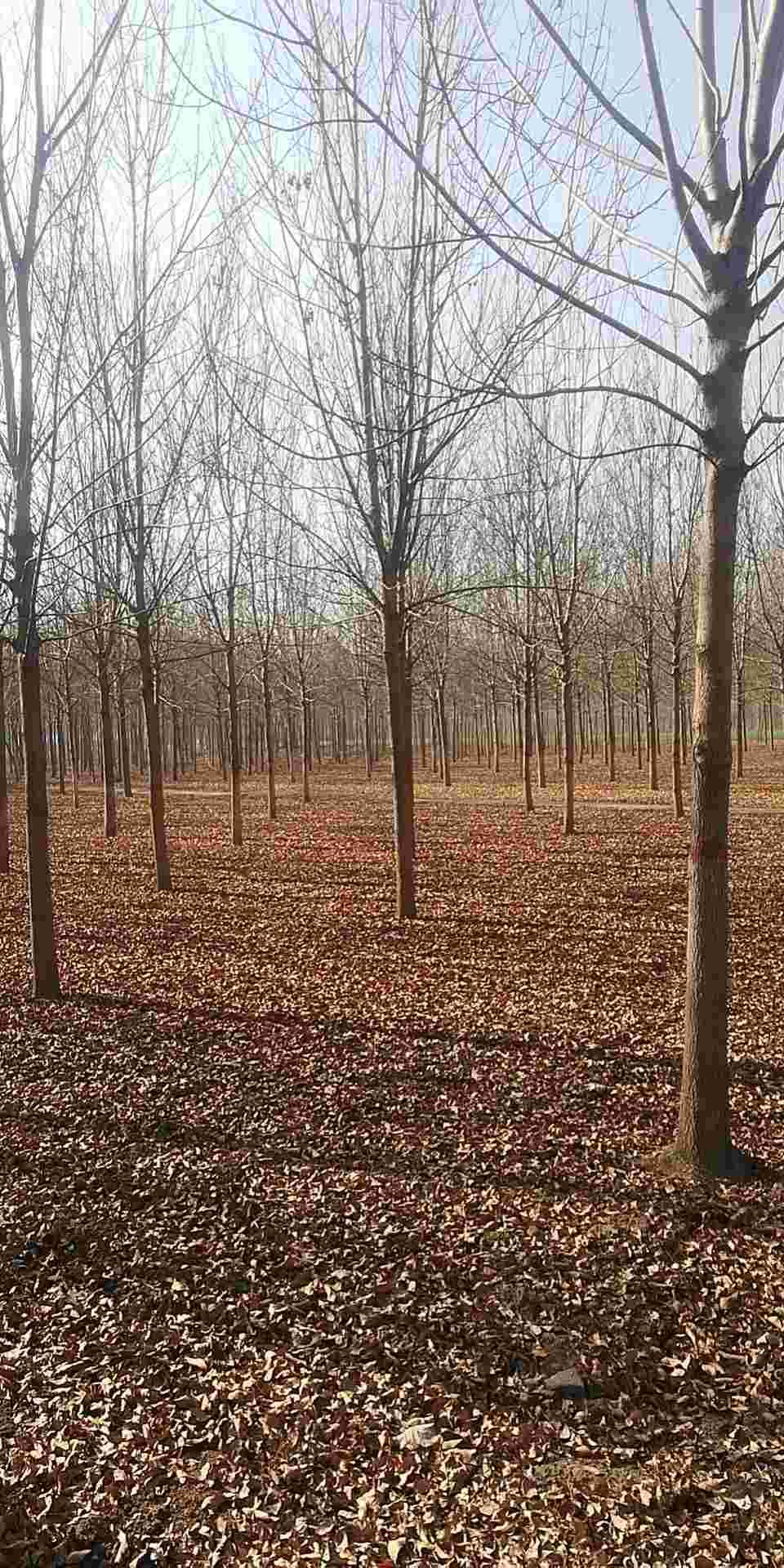 白蜡苗山东白蜡苗批发基地 行道绿化景观白蜡苗价格 白蜡苗订购电话