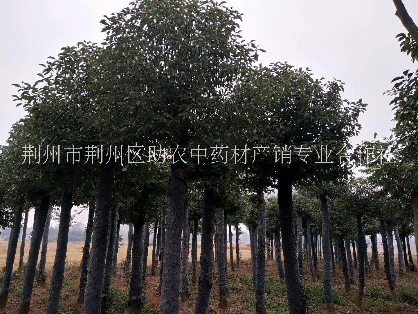 長期供應截干發(fā)帽香樟基地直銷，湖北優(yōu)質(zhì)截干發(fā)帽香樟報價價格，湖北截干發(fā)帽香樟供應商