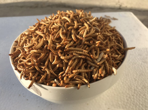 黃粉蟲干圖片/黃粉蟲干樣板圖 (3)