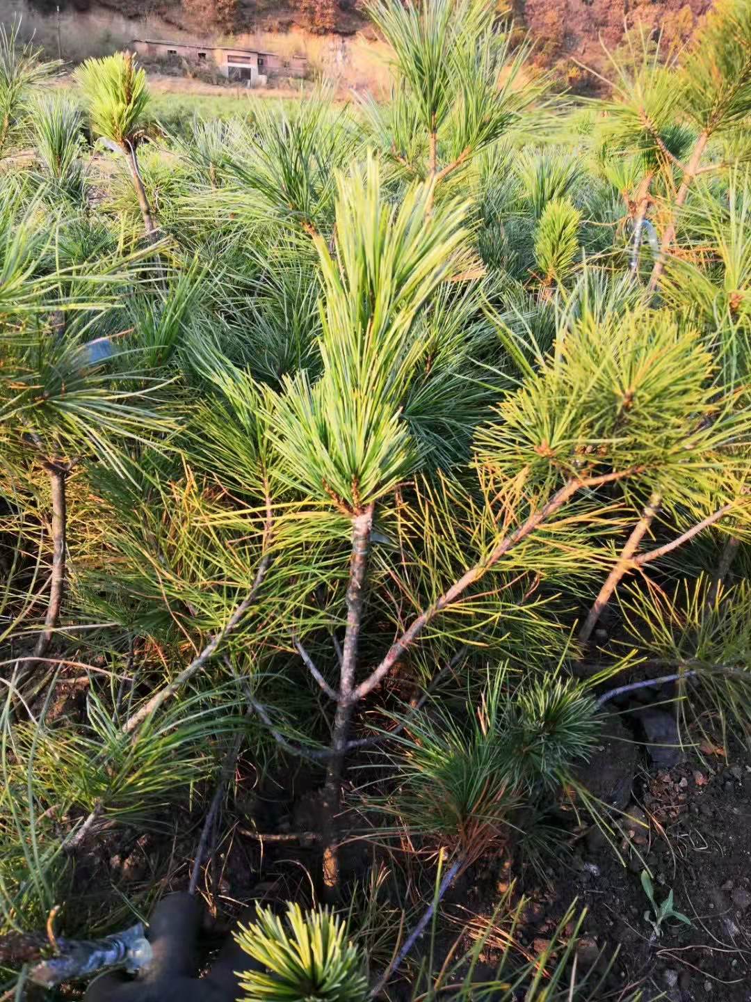 嫁接苗圖片/嫁接苗樣板圖 (3)