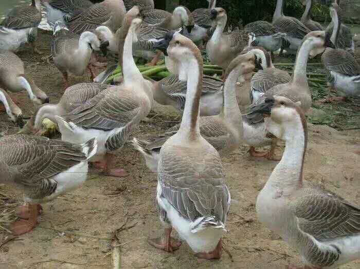 獅頭鵝圖片/獅頭鵝樣板圖 (4)