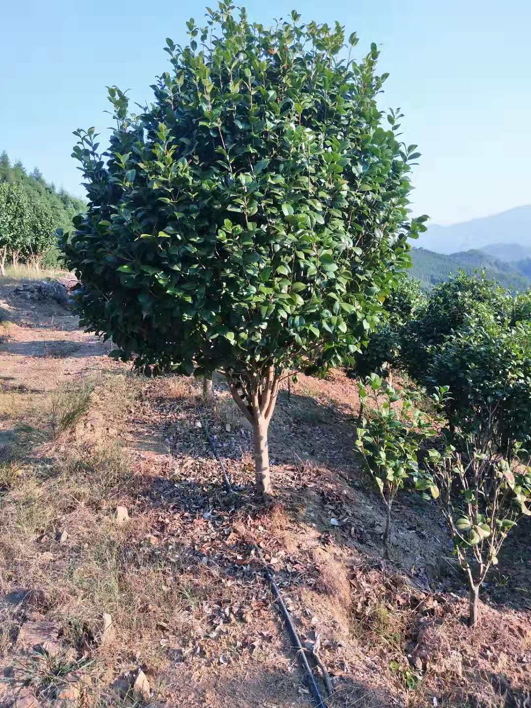 湖南AA精品茶花批发、价格、基地【广西桂林市七星区倪宏园艺店】图片