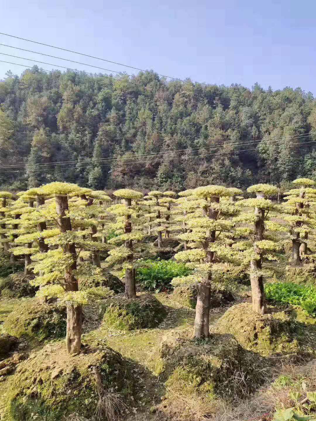 湖南长沙浏阳造型金姬女贞桩基地