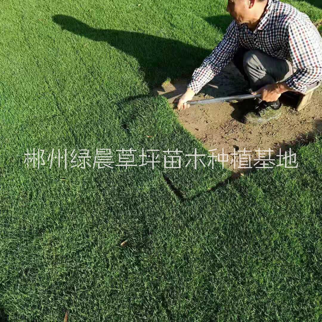 马尼拉草坪供应价格、价钱、批发【郴州绿晨草坪苗木种植基地】图片