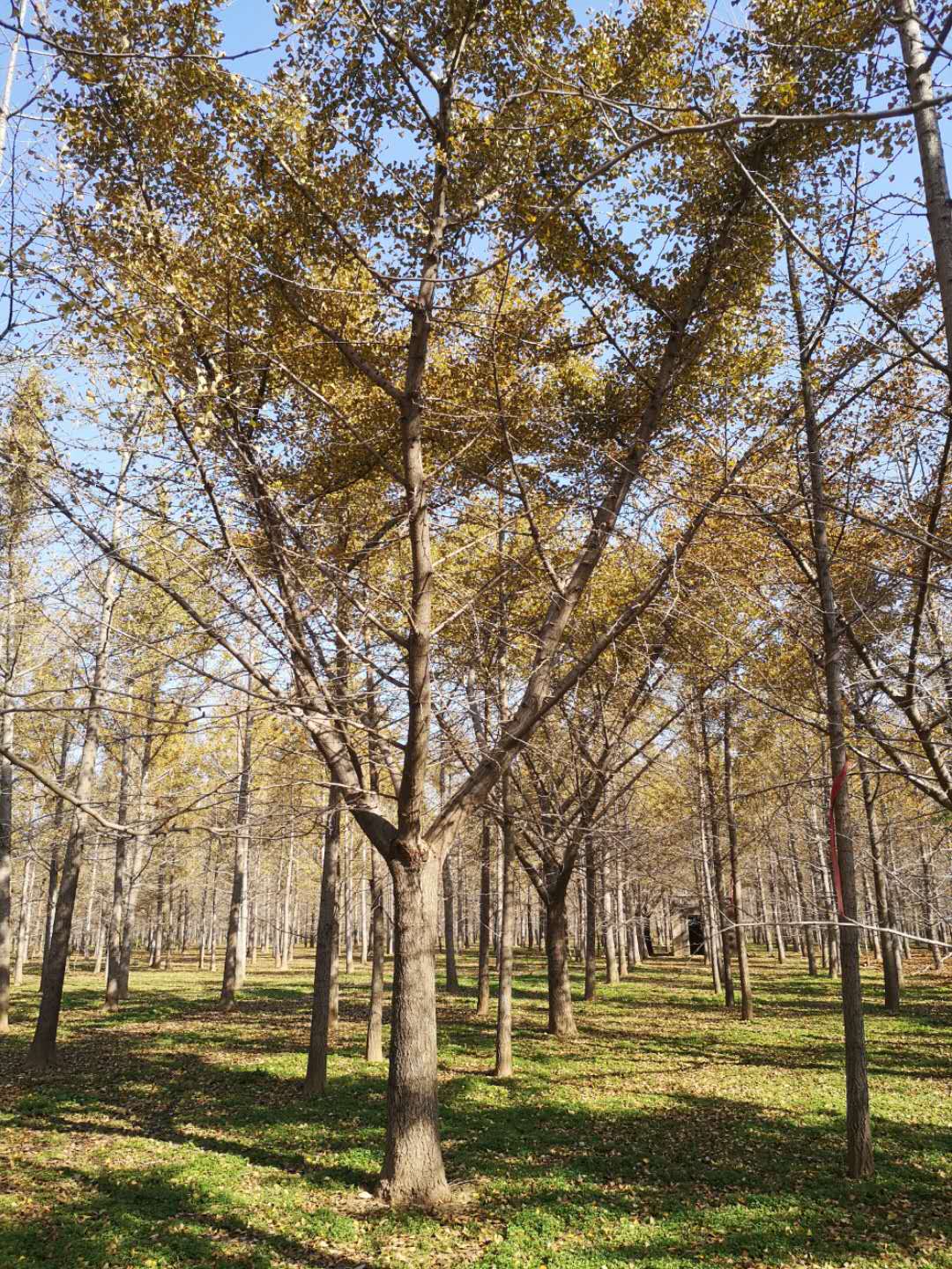 临沂市山东嫁接银杏树基地厂家