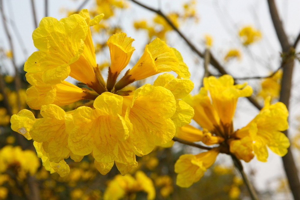 供應(yīng)廣西黃花風(fēng)鈴木簡介 黃花風(fēng)鈴苗木站