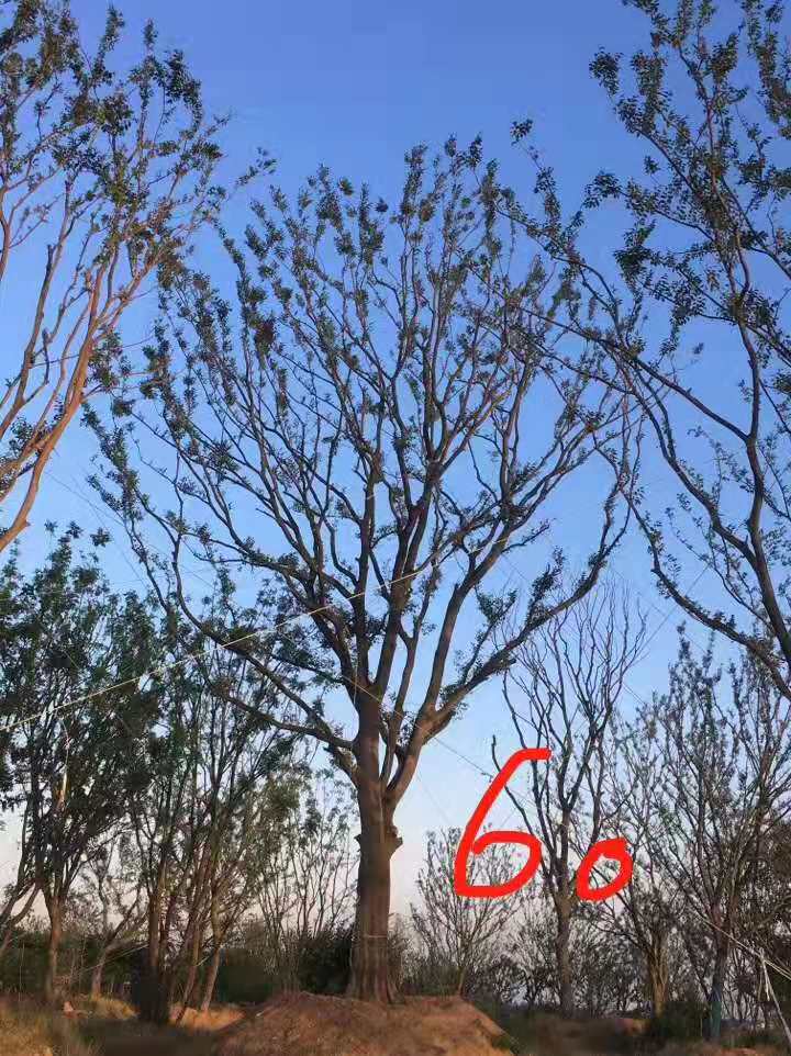 單桿樸樹(shù)批發(fā)價(jià)，種植基地，報(bào)價(jià)