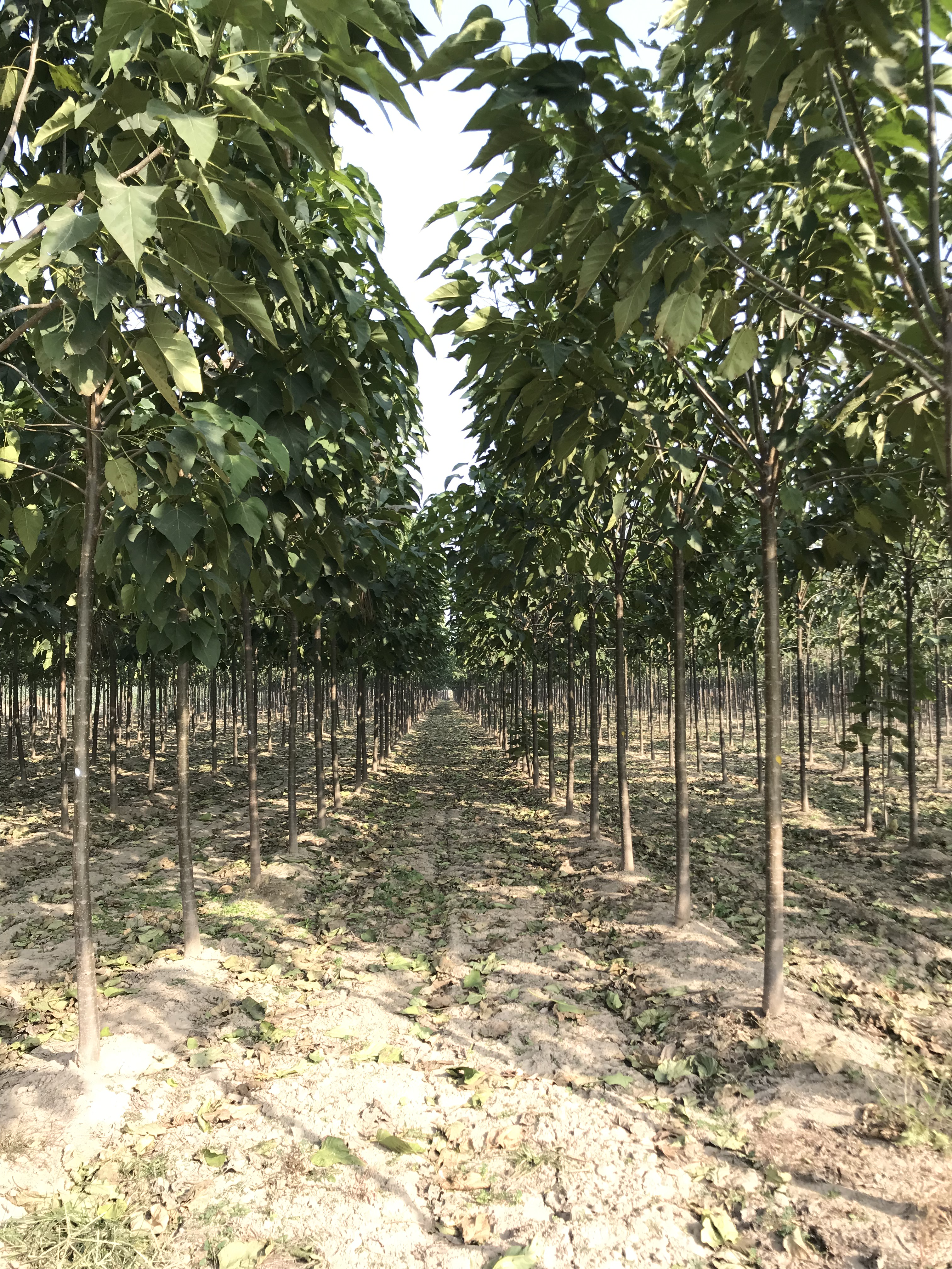 楸樹5-8公分價(jià)格，種植基地，批發(fā)價(jià)