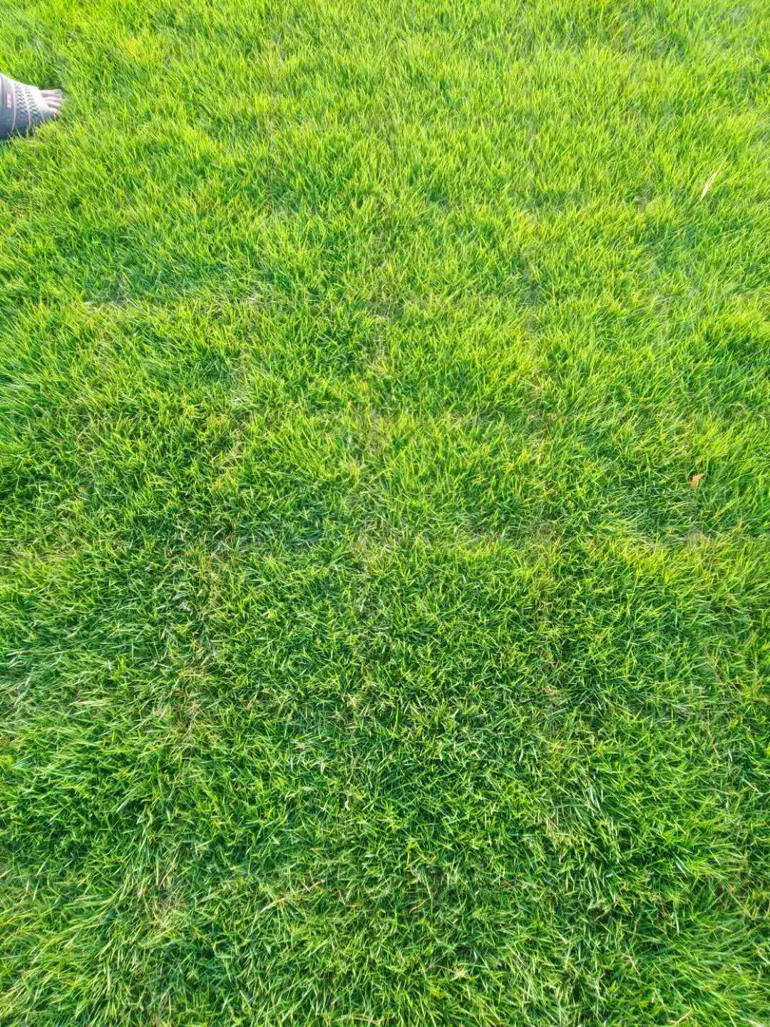 馬尼拉草圖片/馬尼拉草樣板圖 (4)