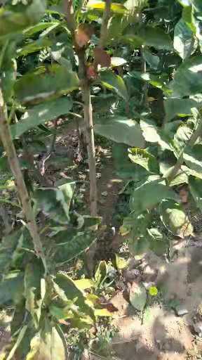 櫻桃樹圖片/櫻桃樹樣板圖 (2)