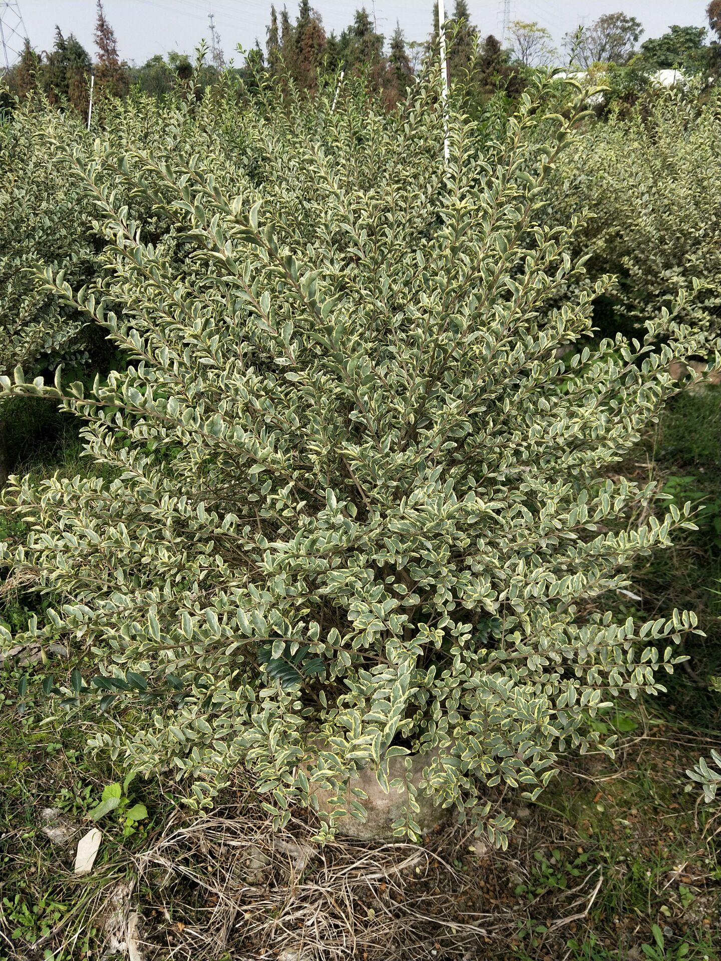 花叶女贞种植基地、批发、供应商【佛山绿源苗木基地】