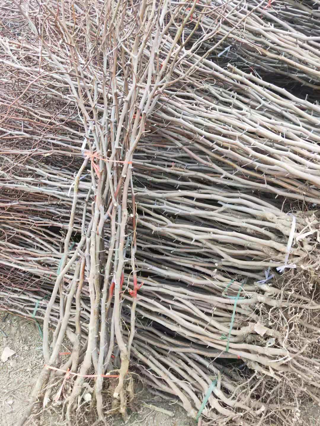 山東泰安棗樹品種苗，棗樹品種苗價格，棗樹品種苗基地，棗樹品種苗批發(fā)