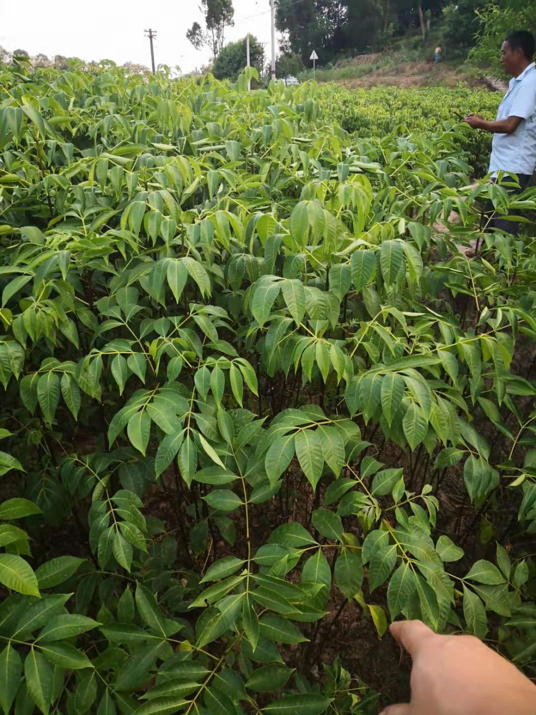 广西中花吴茱萸苗基地种植批发直销价格哪里有卖多少钱一颗图片