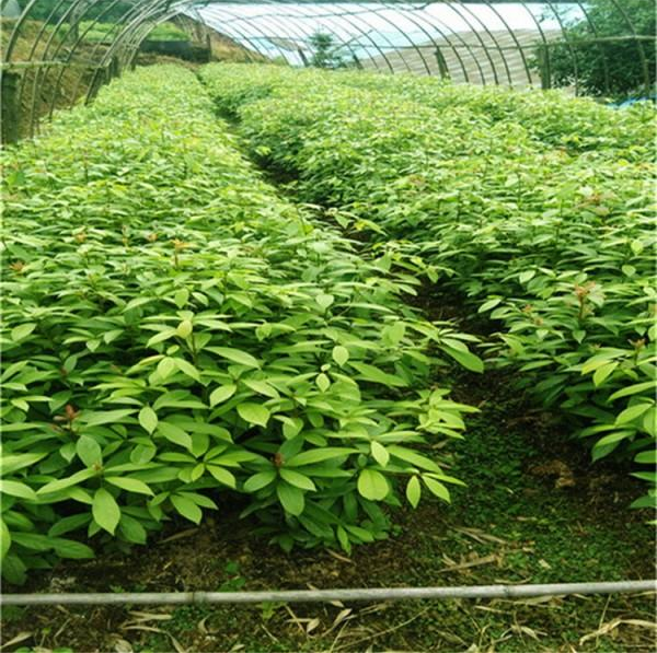 成都金絲楠木基地