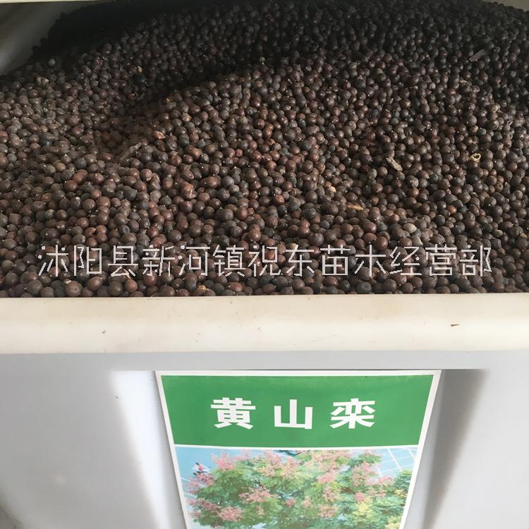 黃山欒樹種子圖片/黃山欒樹種子樣板圖 (2)