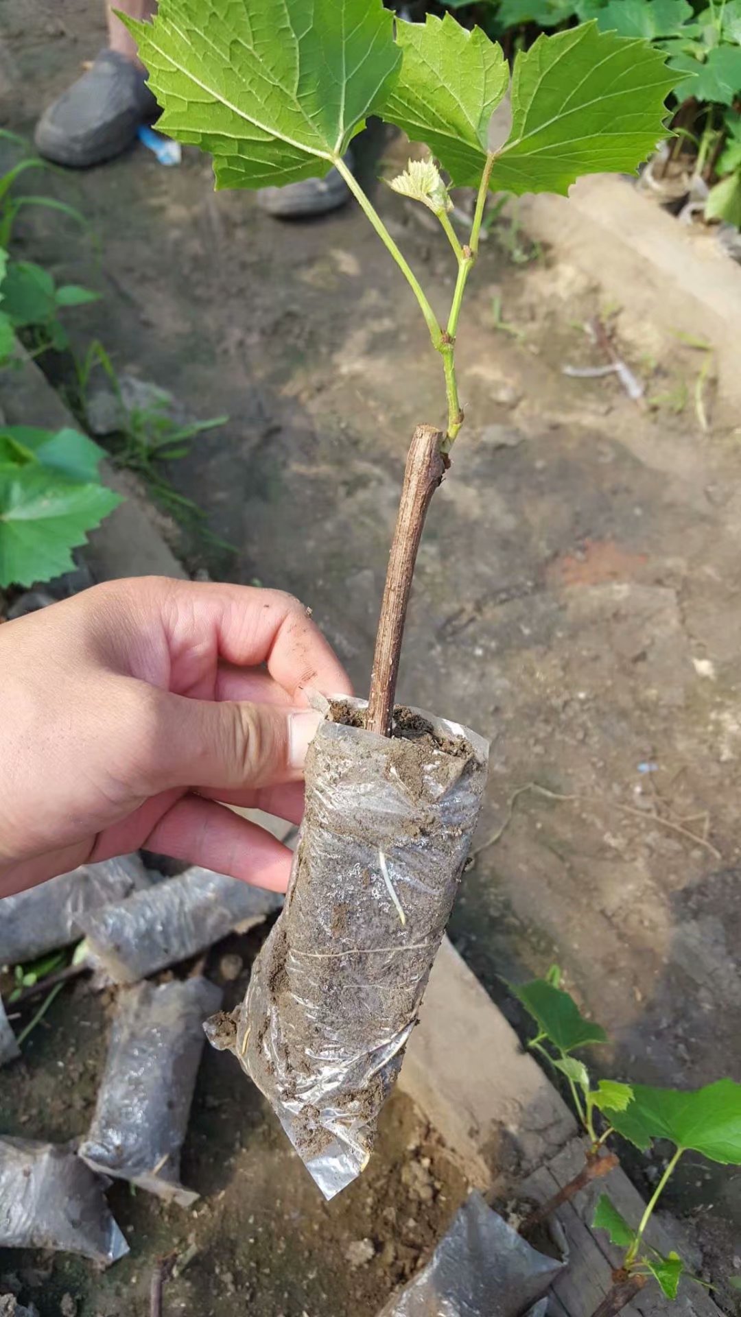 貝達(dá)葡萄圖片/貝達(dá)葡萄樣板圖 (2)