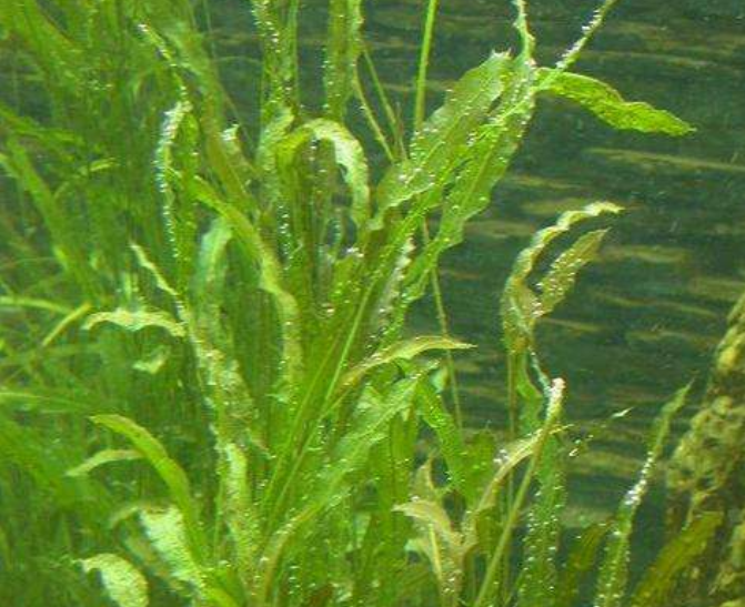 贵州苦藻基地，贵州水生植物基地 沉水植物批发，价格 黑藻俗称温丝草、灯笼薇、转转薇，属水鳖科、黑藻属单子叶多年生沉水植物图片