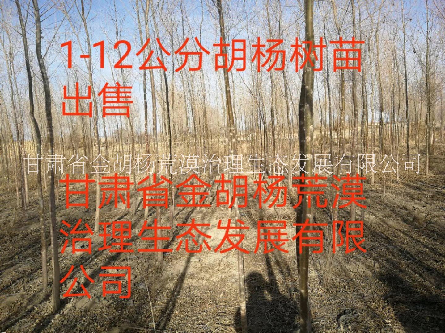 楊樹苗圖片/楊樹苗樣板圖 (3)