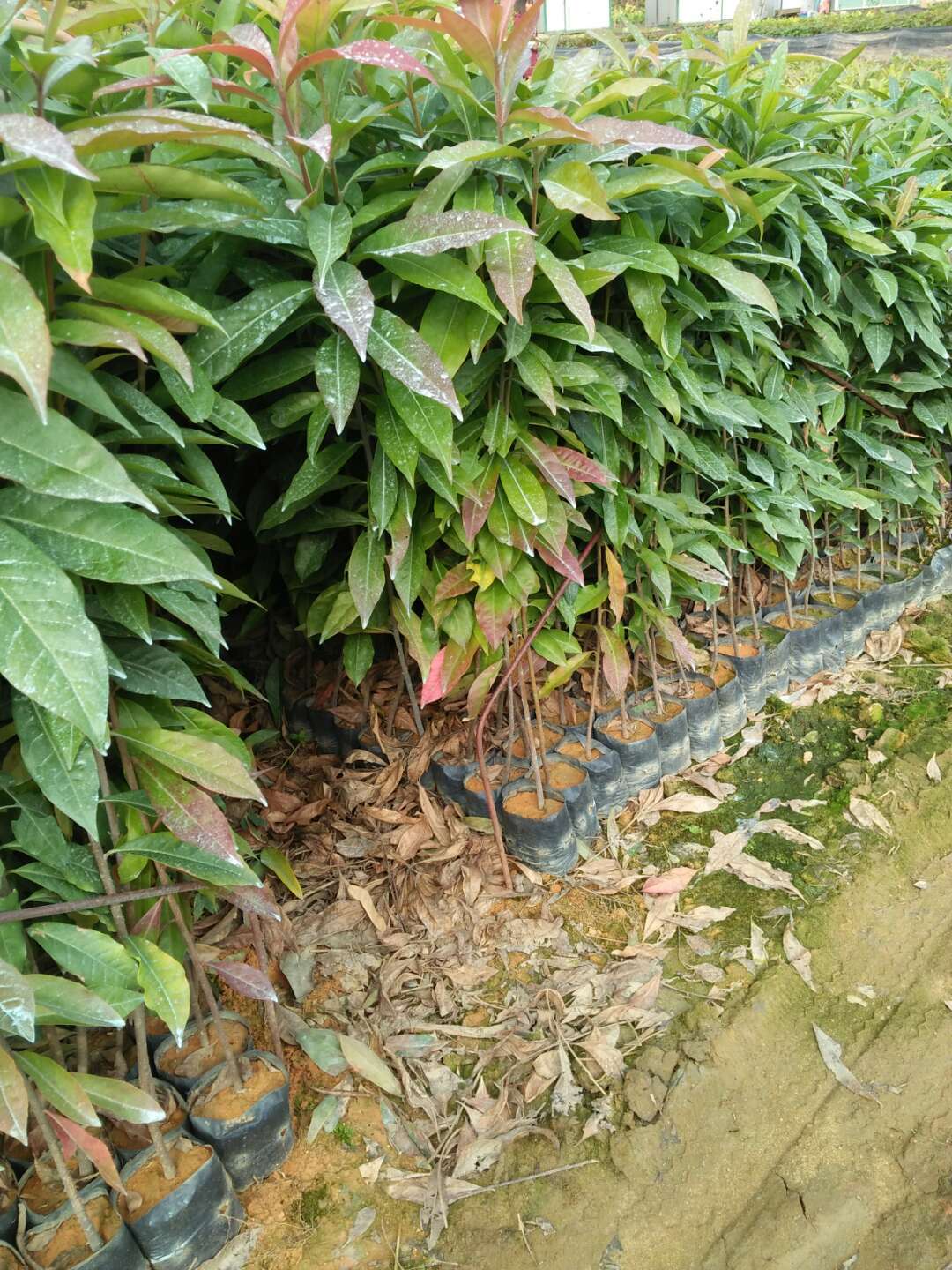 木荷供應(yīng)圖片/木荷供應(yīng)樣板圖 (3)