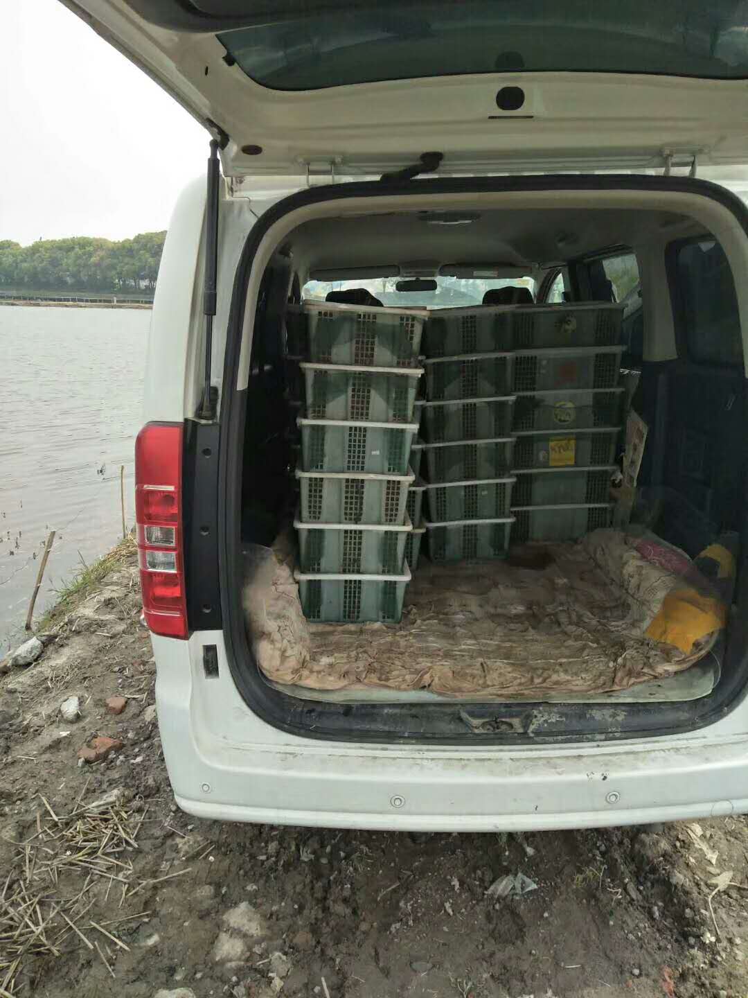 小龍蝦圖片/小龍蝦樣板圖 (4)