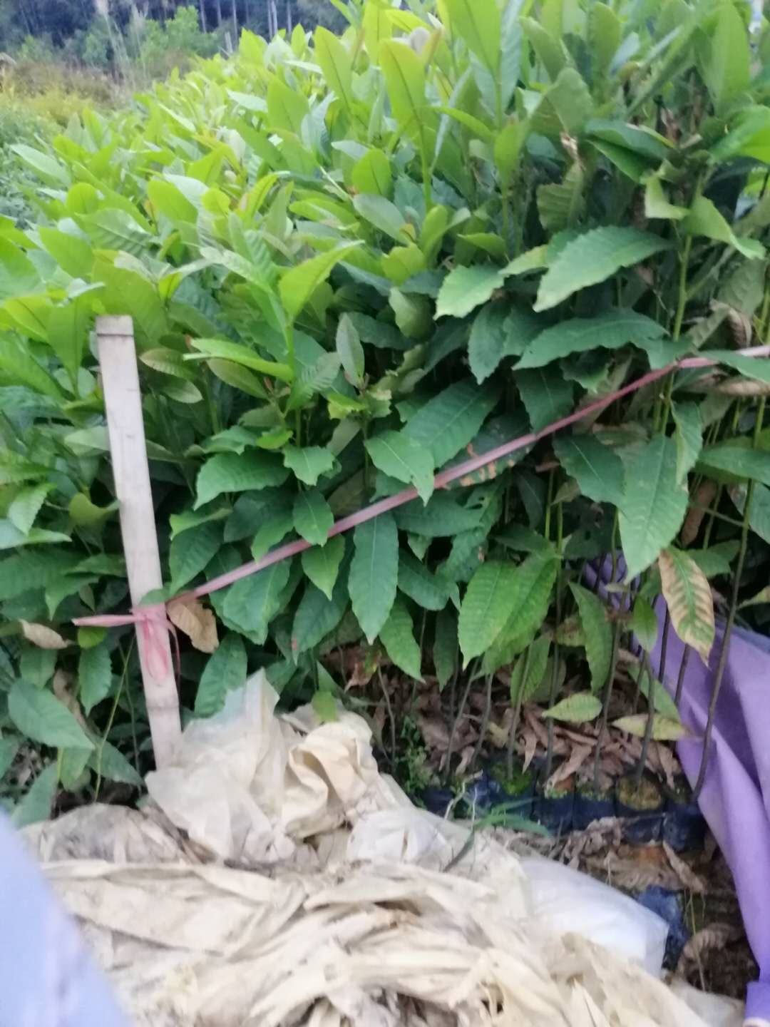 黎蒴圖片/黎蒴樣板圖 (4)