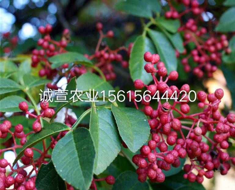 大紅袍花椒苗圖片/大紅袍花椒苗樣板圖 (3)