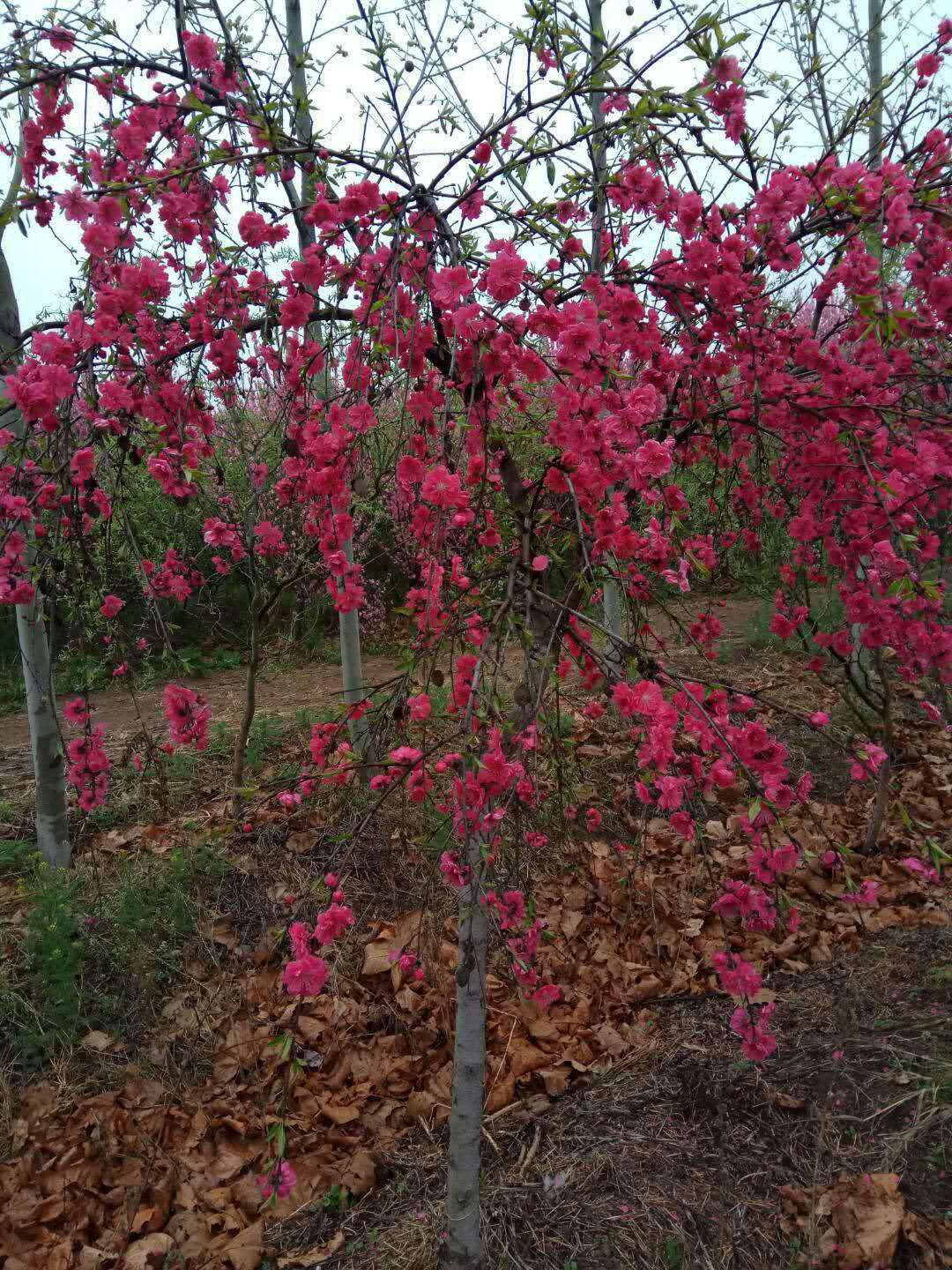 临沂市龙柱碧桃苗种植基地批发价格图片