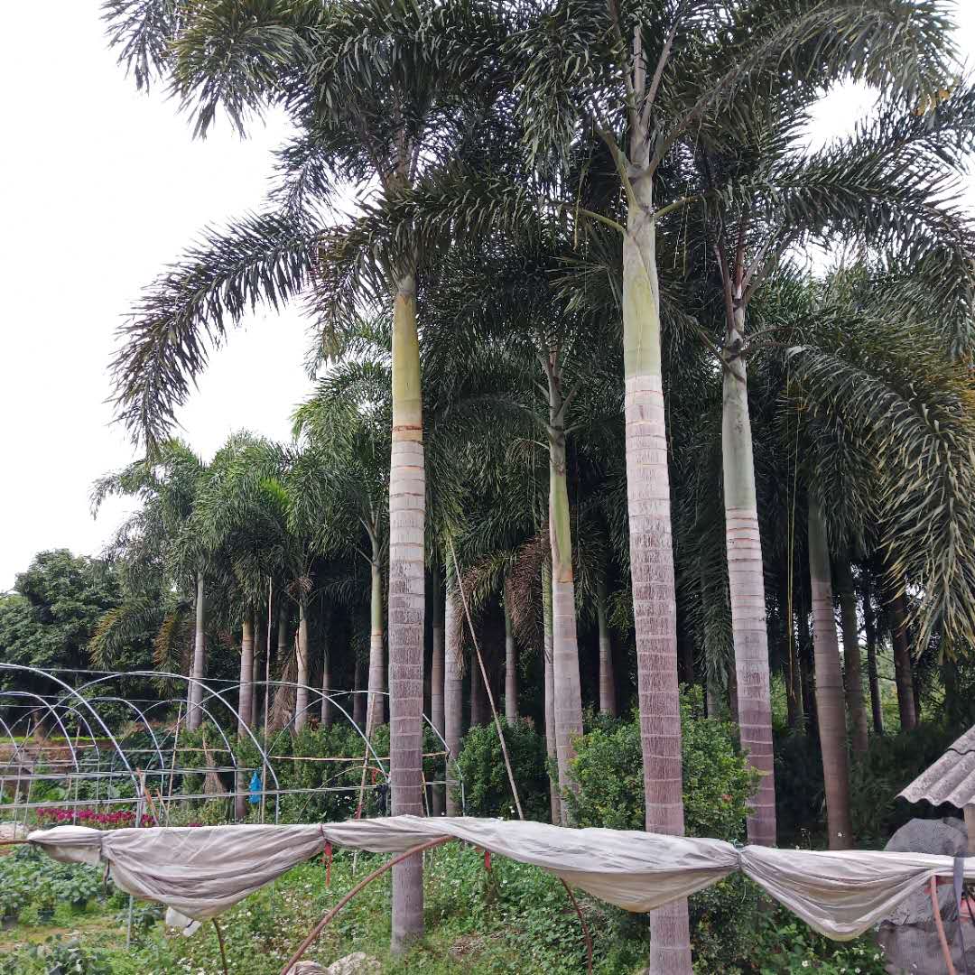 狐尾椰圖片/狐尾椰樣板圖 (4)