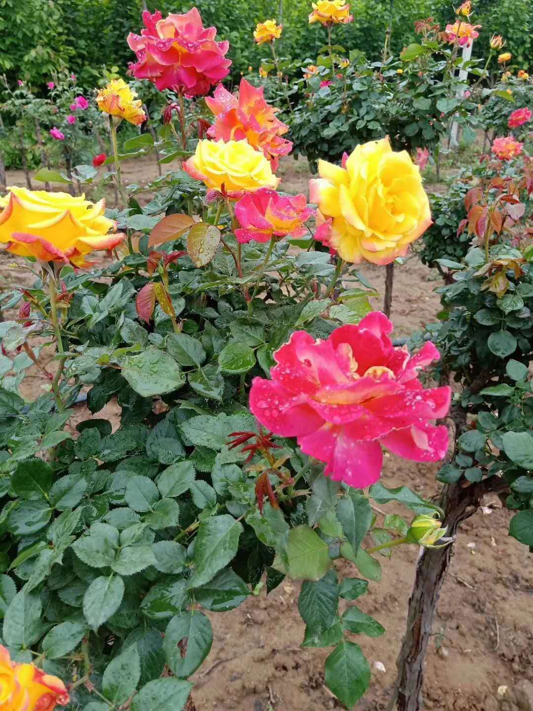 月季種植基地、批發(fā)、價錢【西峽縣幸林種苗專業(yè)合作社】