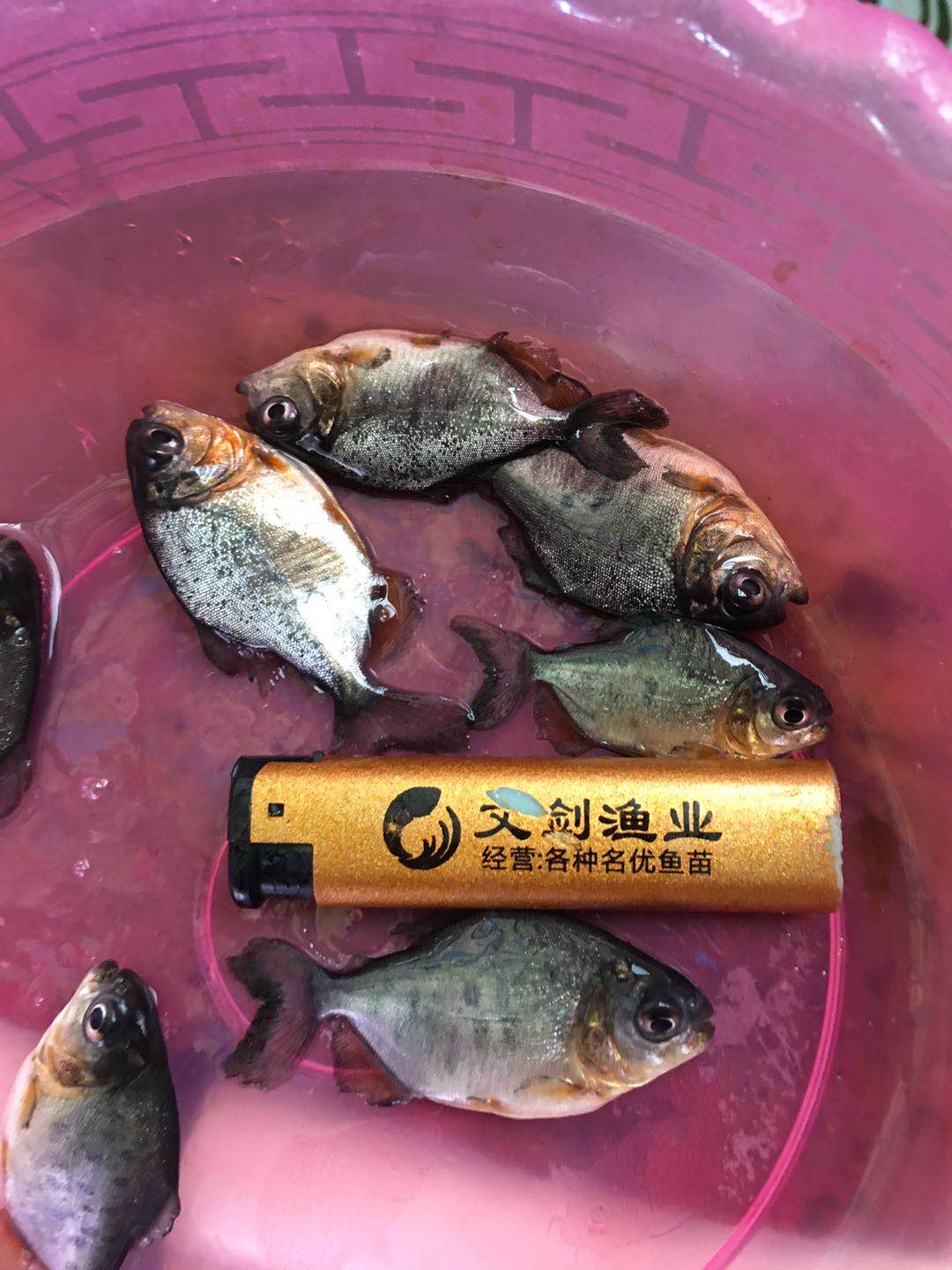 淡水白鯧圖片/淡水白鯧樣板圖 (1)