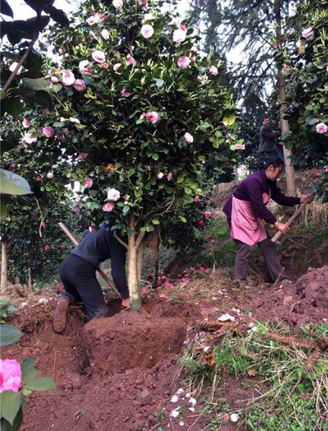 童子圖片/童子樣板圖 (3)