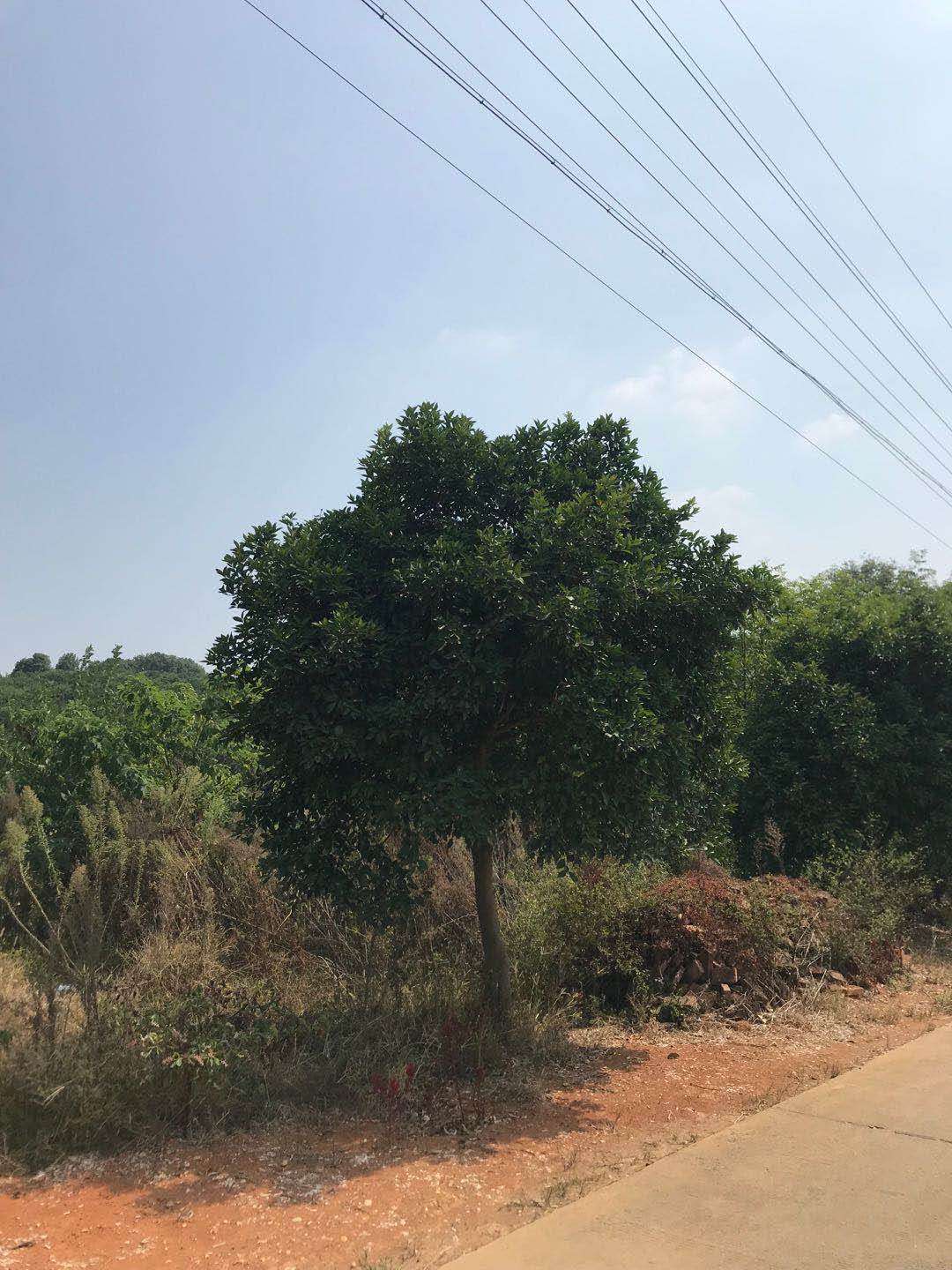 香緣圖片/香緣樣板圖 (4)