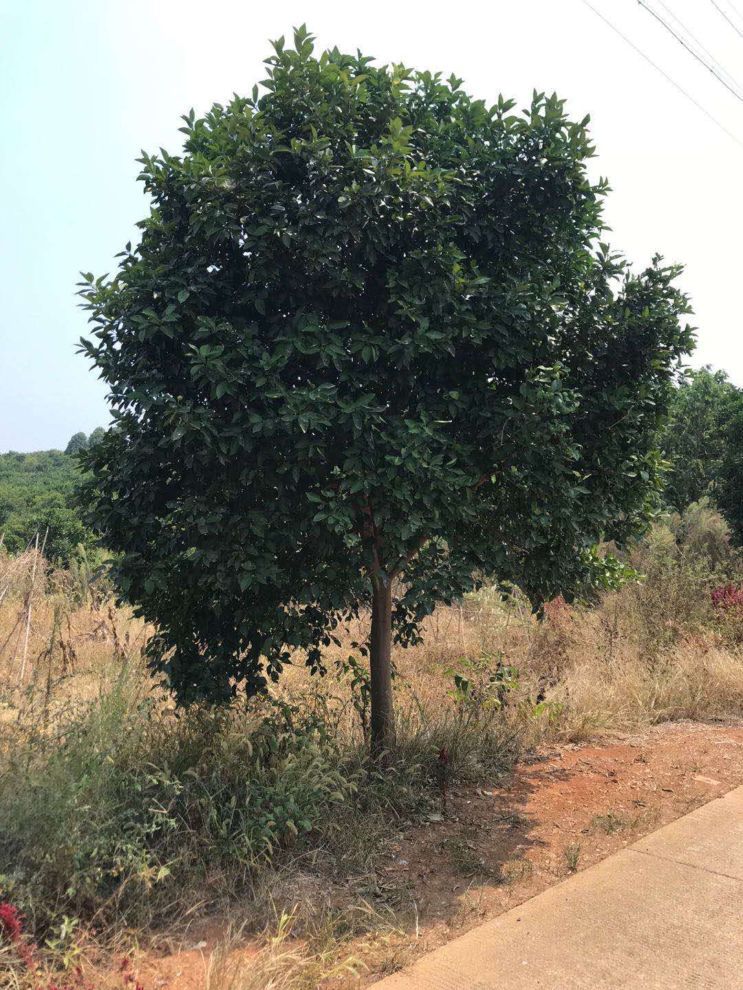 香緣圖片/香緣樣板圖 (2)