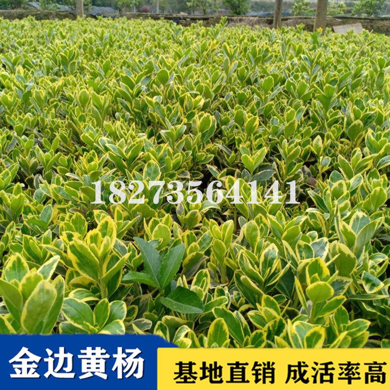 金邊黃楊小苗圖片/金邊黃楊小苗樣板圖 (3)
