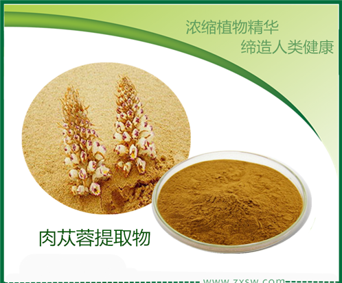 肉蓯蓉提取物 肉蓯蓉比例提取物