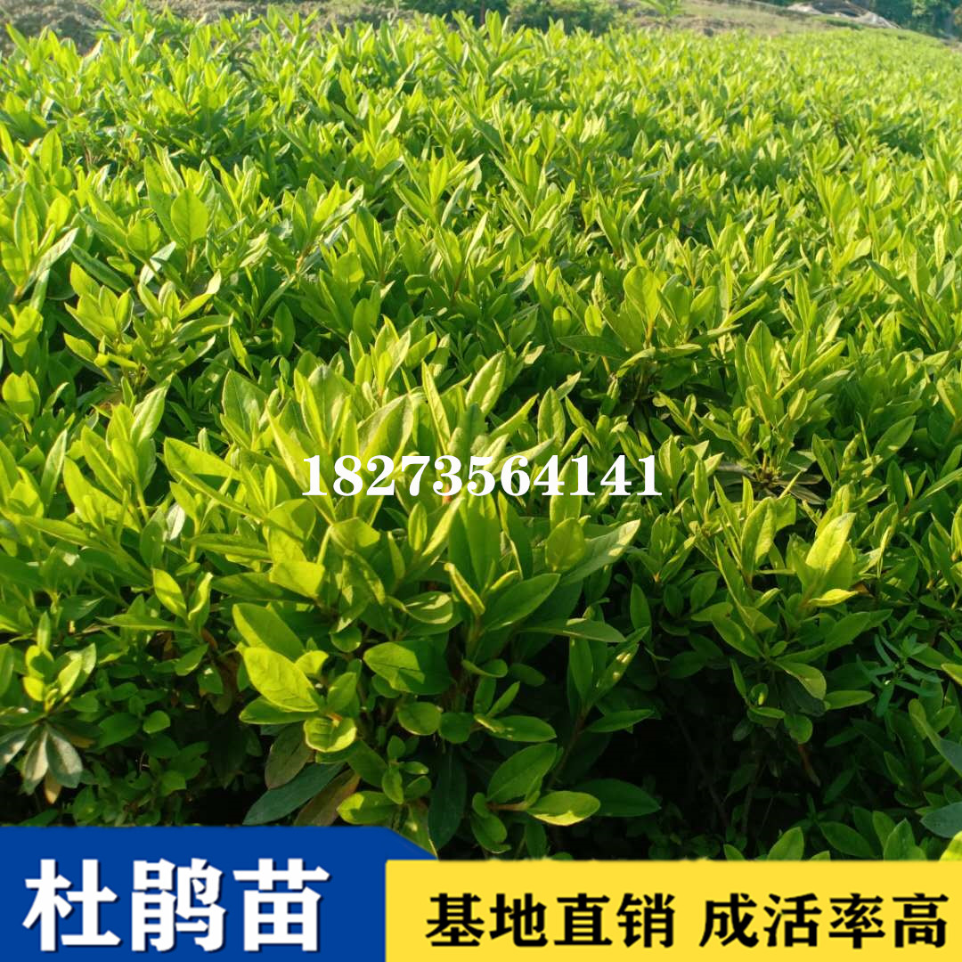 湖南優(yōu)質(zhì)*花小苗基地直銷，湖南哪里有*花小苗批發(fā)出售，湖南*花小苗報價/價格/價錢