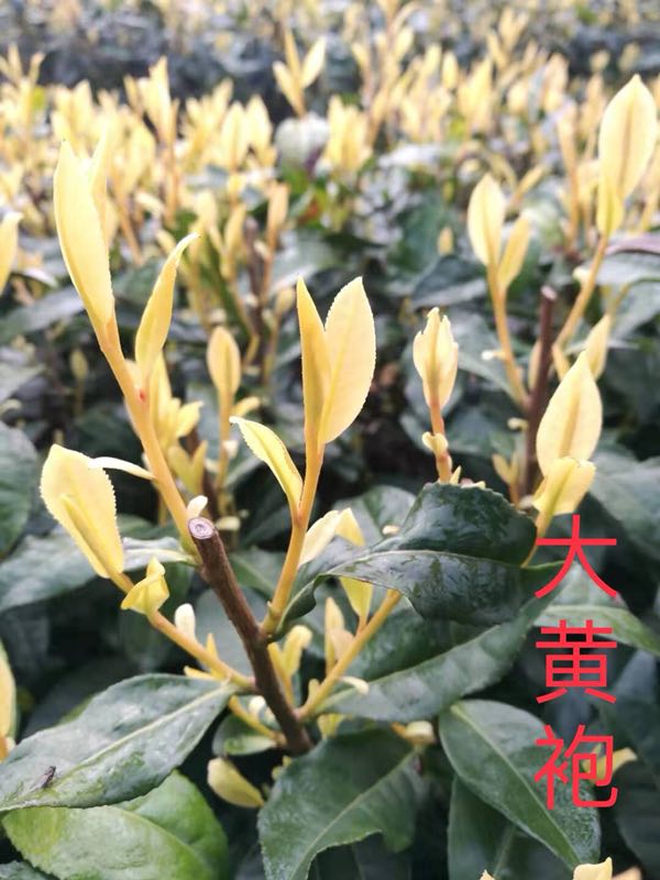 大黃袍圖片/大黃袍樣板圖 (4)