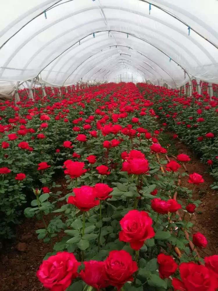 發(fā)蘭西玫瑰苗圖片